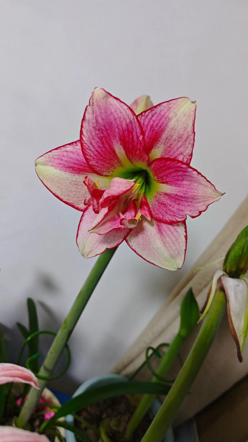 青州花卉：一场绿色的盛宴