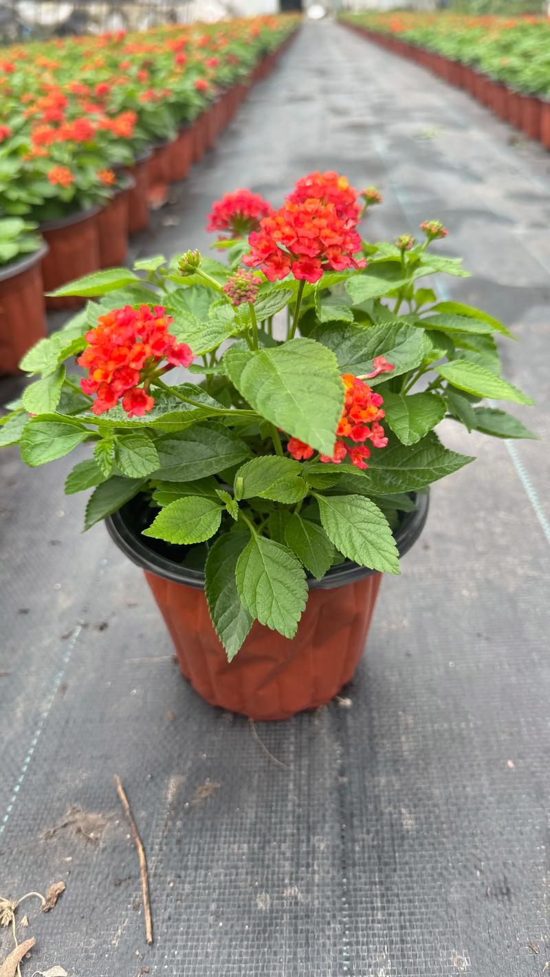 青州花卉：一场绿色的盛宴