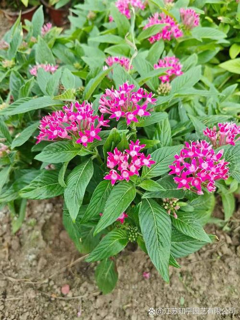时令草花