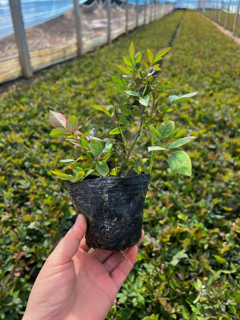 草花批发