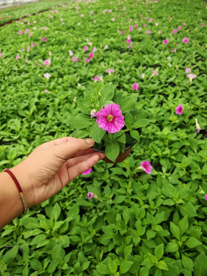 青州花卉：绽放着的美丽与希望
